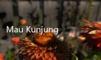 Mau Kunjungi Taiwan? Cek Dulu Syarat Wisatawan Pakai e